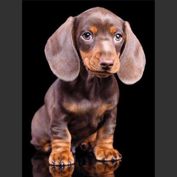 5D DIY Алмазная картина Милая маленькая черная собака Алмазная вышивка Набор для вышивки крестом Полный горный хрусталь Мозаика Домашний декор