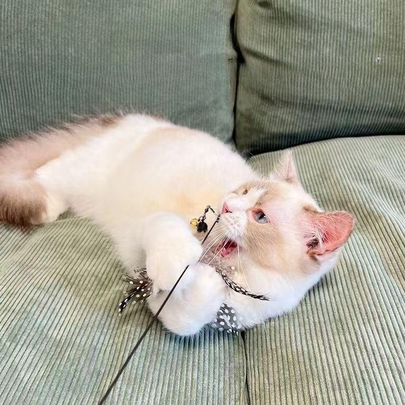 Игрушка для кошки Деревянная ручка Дразнилка для кошки Палочка Жемчужное перо Сменная головка Саморазвлечение Снять скуку Игрушка для кошки Зоотовары