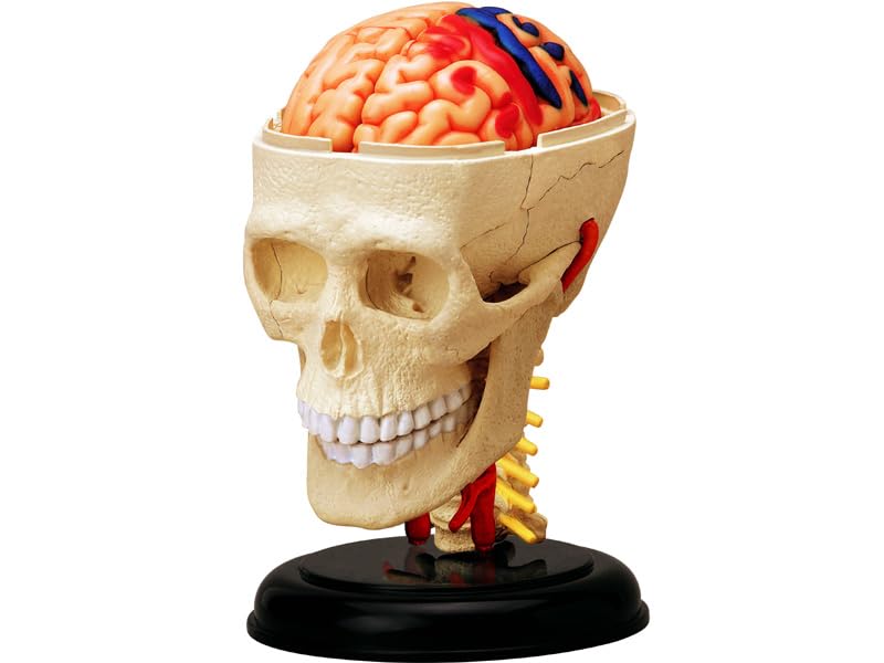 4D Puzzle Human Anatomy Model, Cranial Nerve Skull, 626005, Fame Master, 4D Master Educational Toy, STEM