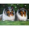 Terrier Dog 5d Yorkshire Diy Diamond Painting Cross Stitch Full Round Diamond Embroidery Rhinestone Mosaic Home Decor