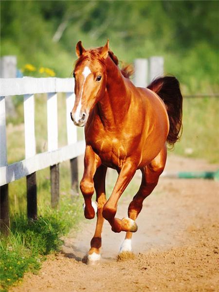 Алмазная картина лошадь картина из стразов полная квадратная алмазная вышивка животное вышивка крестом мозаичный декор для дома