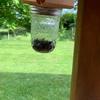 Carpenter Bee Trap for Outside - Pentroof Style Nature Hanging Wood Carpenter Bee Traps -Insect Traps with Removable Vault