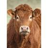 DIY Корова 5D алмазная живопись полная круглая дрель животное Алмазная вышивка крестиком мозаика наборы настенное искусство домашний декор