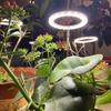 USB Plant Grow Light With Circular Memory Timing Function 8H 12H 16H Timer Modes For Indoor Plant
