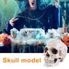 Skull Model Realistic Removable Jawbone Educational Human Skull Model Study Halloween Props Teaching Supplies