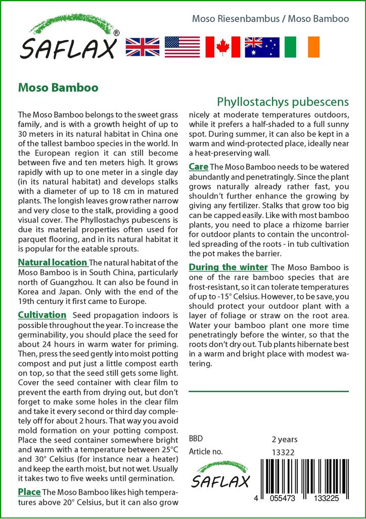 SAFLAX Мосо Бамбук - 20 семян - Phyllostachys pubescens