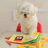 Interactive Dog Toy with Sound and Hidden Treat, Smart Books Shape for Pet Intelligence