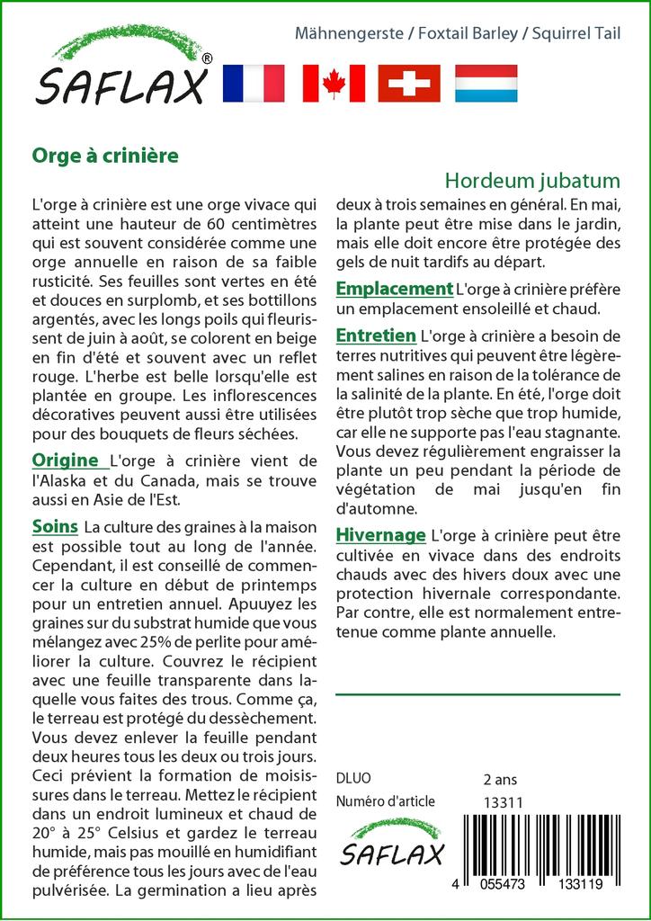 SAFLAX Лисохвост Ячмень / Беличий Хвост - 70 семян - Hordeum jubatum