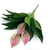 Plastic Fake Anthurium Green Plants Fake Flowers Real Touch Palm Tree Leaves  Home Decor