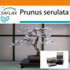 Garden in the Bag - Бонсай - Дикая черная вишня - 30 семян - С субстратом в подходящем пакете - Prunus serulata