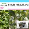 Подарочный набор - Сладкий лист Парагвая - 100 семян - С подарочной коробкой, карточкой, этикеткой и субстратом для горшков - Stevia rebaudiana