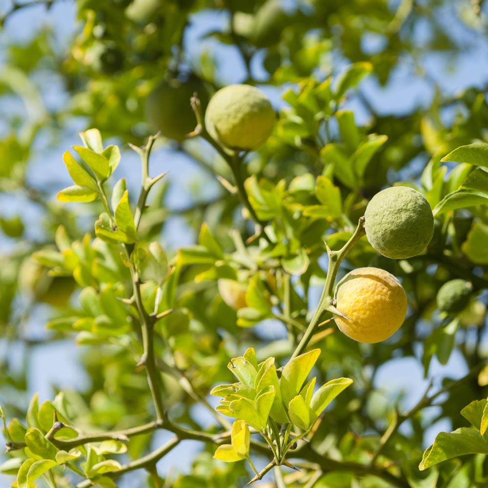 YARD REMEDIES Крем для рук с мятой и бергамотом 50 мл NEAL'S & (х 1)