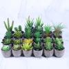 Имитация суккулентного растения бонсай, имитация целлюлозного горшка, декоративное украшение для растений