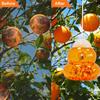 Bee trap plastic gourd bee trap cross-border outdoor trap bee trap bee bottle wasp insect trap efficient reusable orange 2 pack