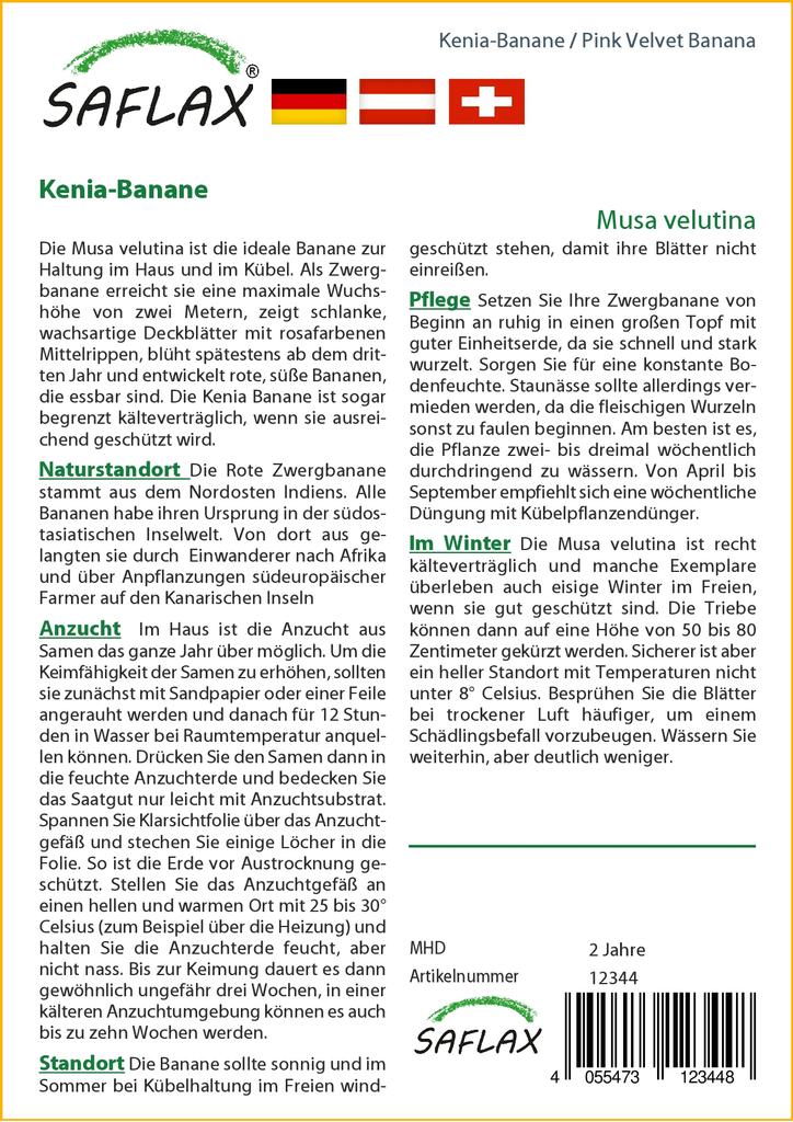 SAFLAX Подарочный набор - Банан Pink Velvet - 8 семян - С подарочной коробкой, карточкой, этикеткой и субстратом для горшков - Musa velutina