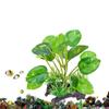 Small Artificial Water Grass Simulation Underwater Plant Aquarium Water Plants  Aquariums Landscape