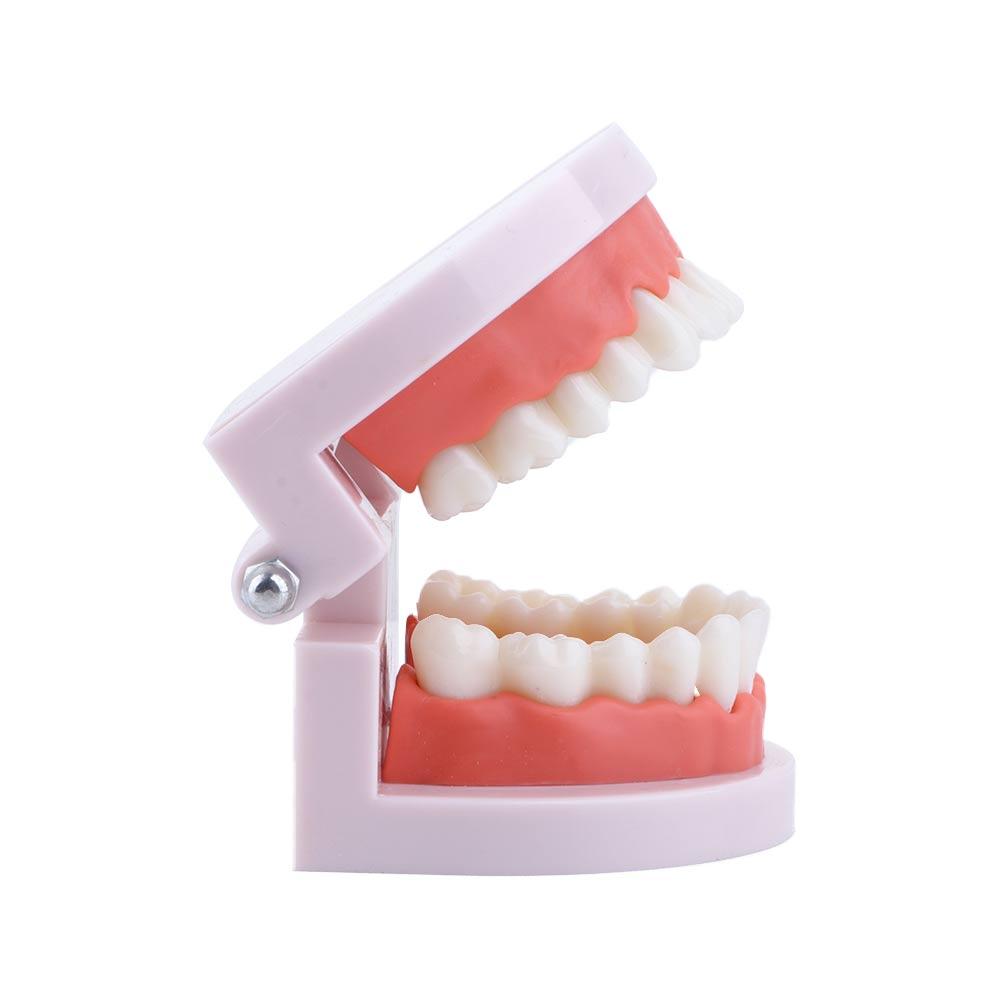 Typodont Demonstration Study Flesh Pink Gums Denture Model Teeth Model Standard Teeth Model