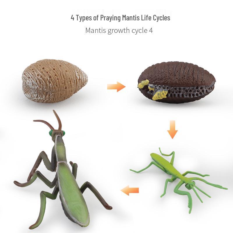 Montessori Animal & Plant Growth Cycle Teaching Toys for Kids