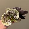 Butterfly Orchid Flower Hair Claw Bohemia Barrettes Large Shark Clip Cute Orchid Hair Clip  Beach