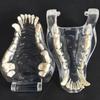 Educational Dog Tooth Model Dog Cat Rabbit Cat Clear Typodont Dental Teaching Canine  Clinic
