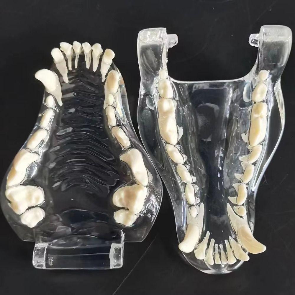 Educational Dog Tooth Model Dog Cat Rabbit Cat Clear Typodont Dental Teaching Canine Clinic