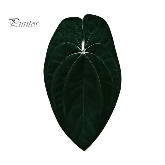 Tropical Plant Refrigerator Magnets 3D Plants Magnet, Acrylic Green Decorative Fridge Home Decor Memo Notes Photo Holder for Kitchen Office