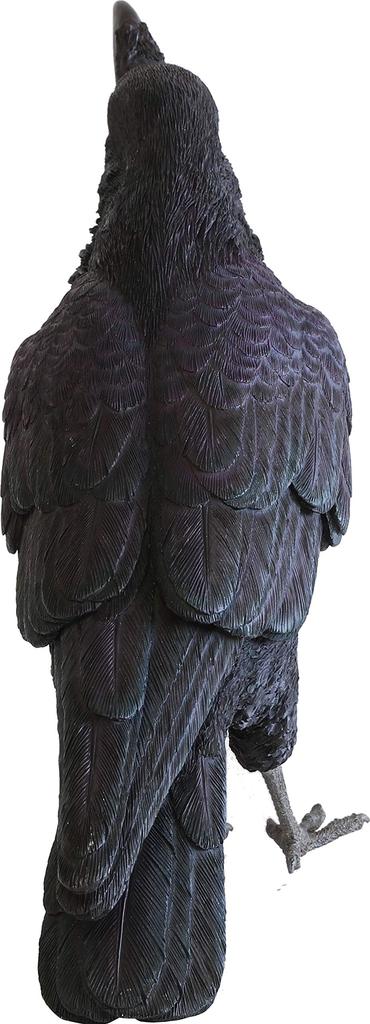 БАНК ПИТОМЕЦОВ ДЖУНГЛЬ ВОРОНА