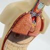 Модель анатомии человеческих органов - Набор «Собери сам» для детей, для изучения науки
