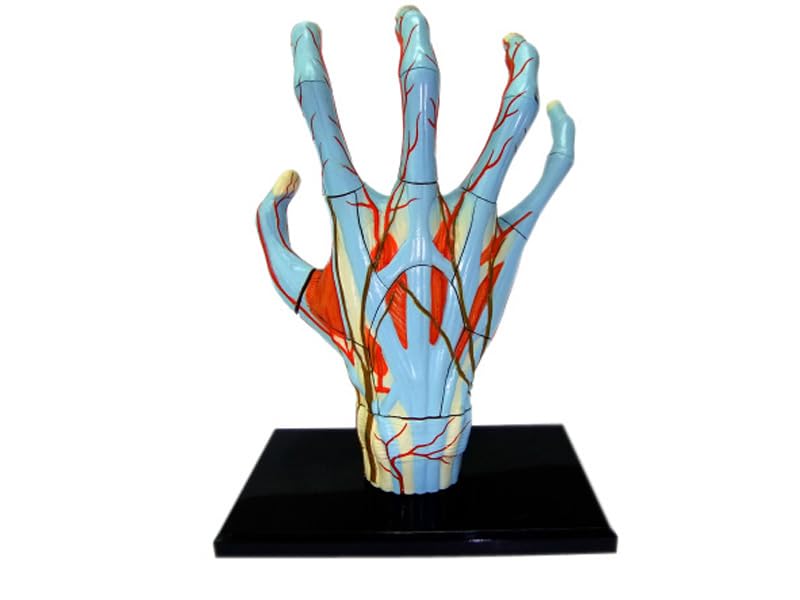 4D Human Anatomy Model Hand Puzzle 626009 by Fame Master, a 4D Master Educational STEM Toy.