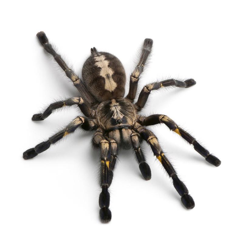 3D наклейки для автомобиля, животные, бампер, паук, геккон, скорпионы, автомобильный Стайлинг, виниловая наклейка Abarth, наклейка для автомобилей