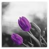 Canvas print, Purple tulips flowers nature