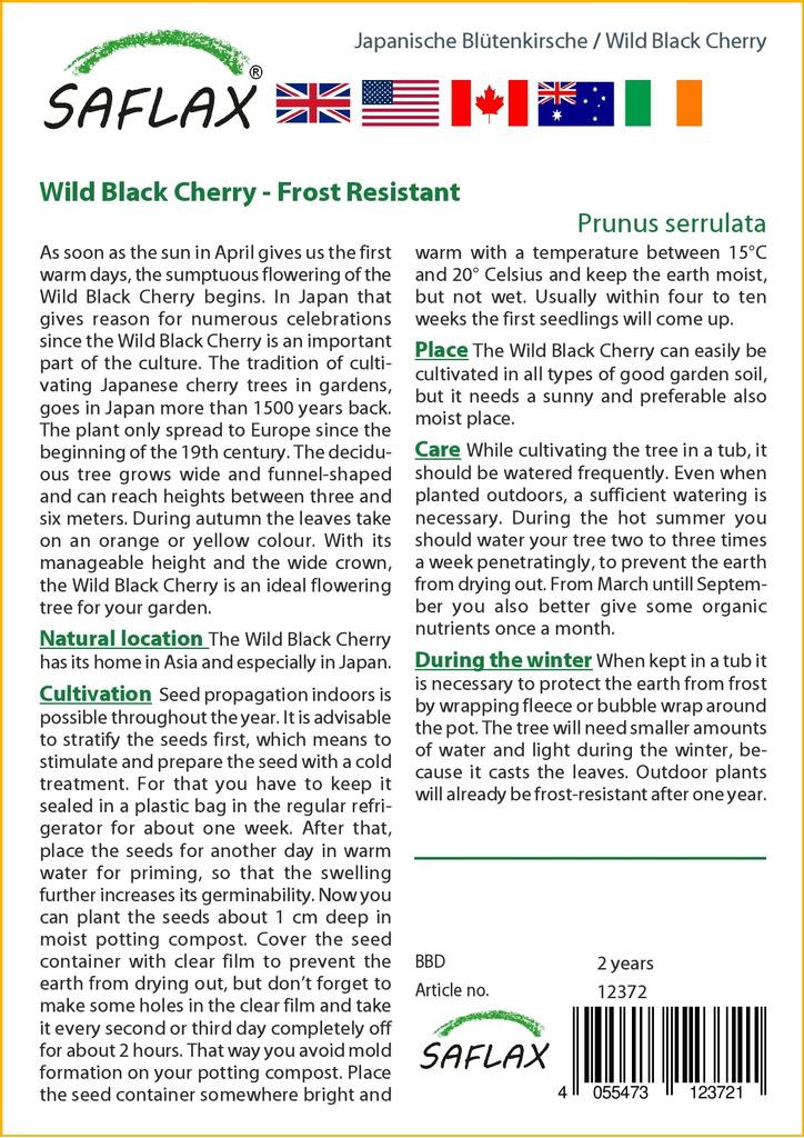 SAFLAX Wild Black Cherry - 30 семян - С горшечным субстратом для лучшего выращивания - Prunus serrulata
