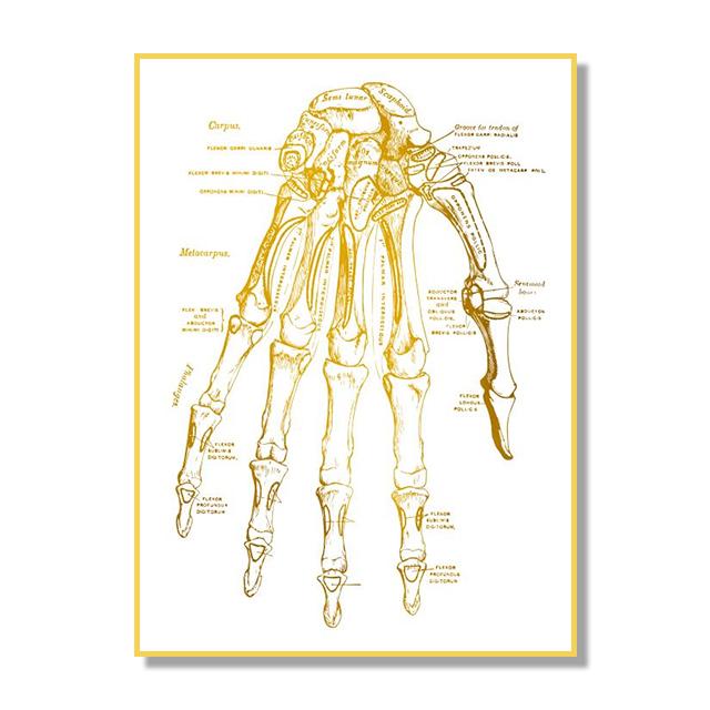 Структура костной ткани органов человека Плакат Золотой скандинавский ретро стиль Картина на холсте Гостиная Настенные художественные принты Современный домашний декор Без рамки