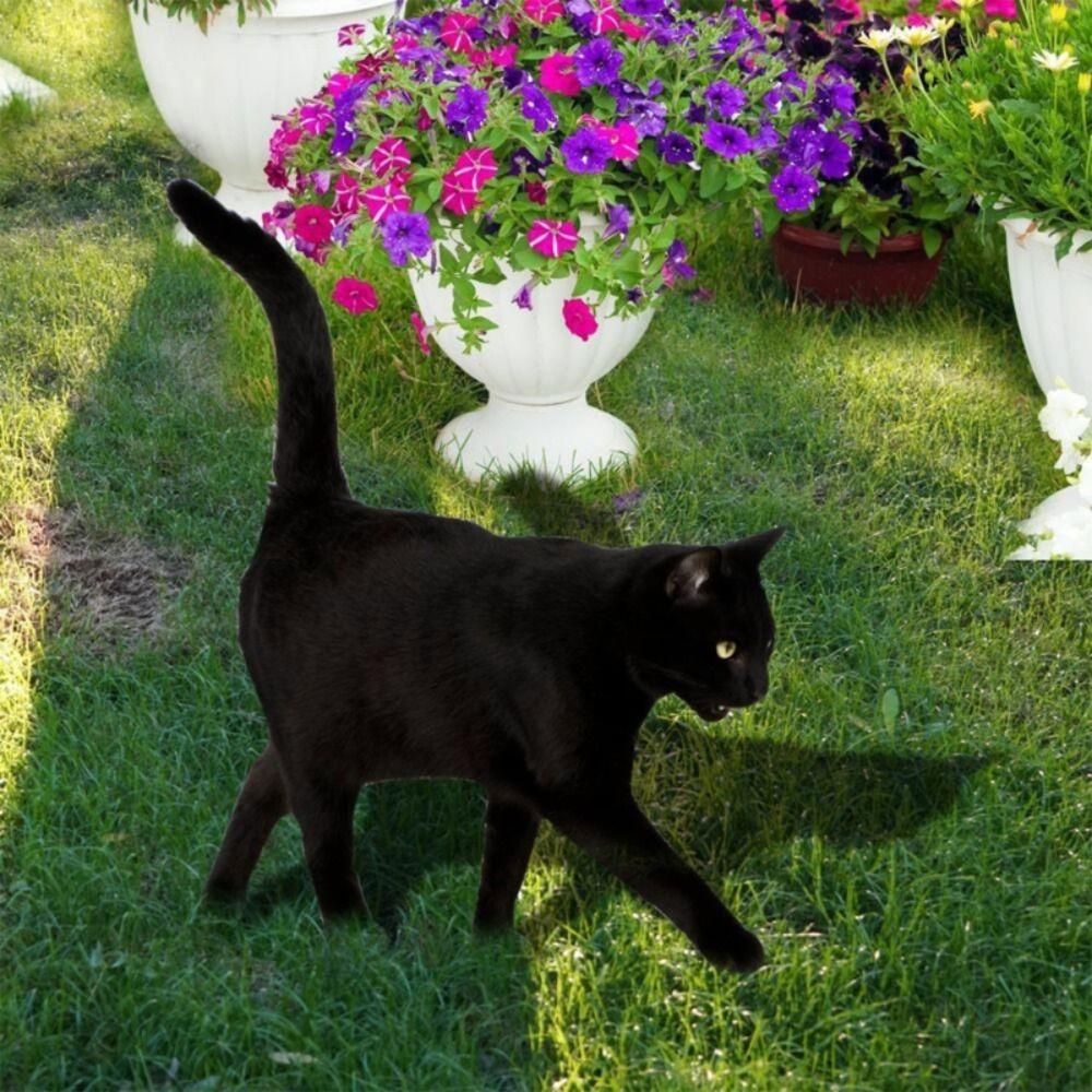 Black Acrylic Cat Stake Waterproof Simulation Black Cat Statue Cat Garden Stake  Courtyard