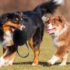 Bite Safe Surface Dog Training Bite Bag Outdoor Pet Play Bag  Outdoor Dog Tug Game