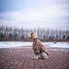 Классические вязаные свитера-водолазки для собак для холодной погоды, Мягкие клетчатые вязаные пуловеры, Эластичная зимняя теплая одежда для домашних животных(Ромб)