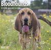 Книга BLOODHOUNDSWALLCALENDAR2020