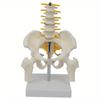 1 PC PVC Human Pelvic With Five Lumbar Vertebrae and Femur Model Orthopedics Spinal Column Spine Model Skeleton Anatomy