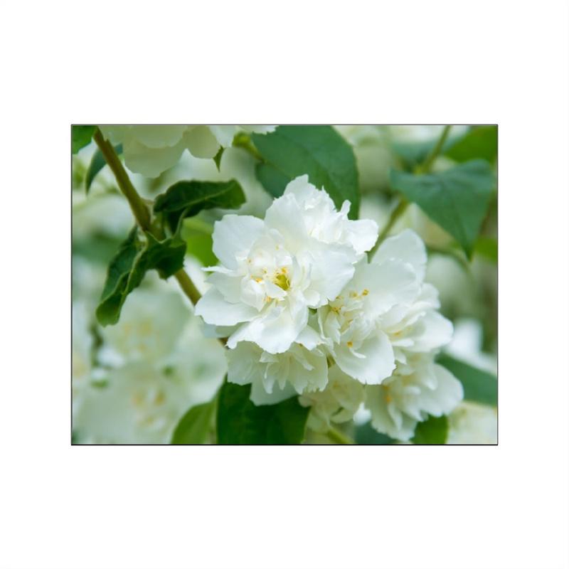 Одуванчики, цветы, постер, настенная живопись на холсте, полевой цветок, пейзаж, ромашка, полевые фотографии, спальня, домашняя комната, Настенный декор, принты