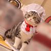 Кошки и Собаки Одежда для Питомцев Смешной Повар В Одежде Шляпа Костюм Наряды для Собак на День Благодарения