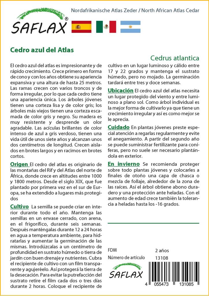 SAFLAX Североафриканский атласский кедр - 20 семян - Cedrus atlantica