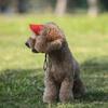 Удобный аксессуар для питомца Регулируемая собачья шляпа Кошачья соломенная шляпка Идеально для пляжных прогулок и повседневных прогулок