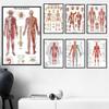 Human Skeletal Muscle Structure Tissue Wall Art Poster Classroom Home Decoration Oil Painting Mural Pictures