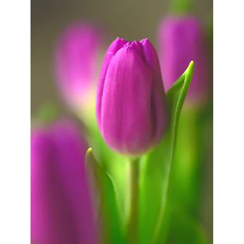 DIY 5D полный круглый дрель набор алмазов для рисования красивый цветок алмазная вышивка набор крестиков домашний декор подарок настенное искусство