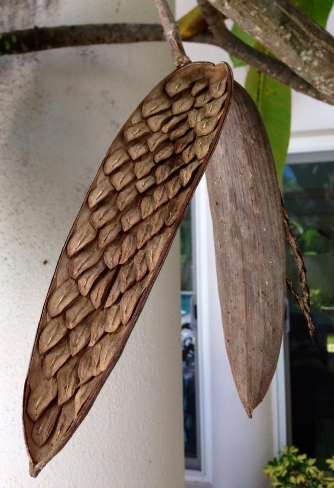 5 СЕМЯН ПЛЮМЕРИИ - ФРАНЖИПАНИ - помелия разновидности "Микс цветов" - СВЕЖИЕ СЕМЕНА