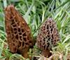 Conical Morel Mycelium Mushroom Growing Kit