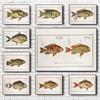 Винтажные постеры и принты с иллюстрациями пресноводных и морских рыб, печать на холсте, настенное искусство, картина для гостиной, домашний декор