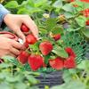 20 шт. Стойка для клубники на 3 прочных ножках - Опора для растений, Растущая рама, Идеально для защиты садовой клубники от грязи