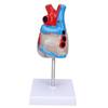 Heart Model Human Transparent Design Multipurpose Heart Teaching Model for Medical Teaching Aids