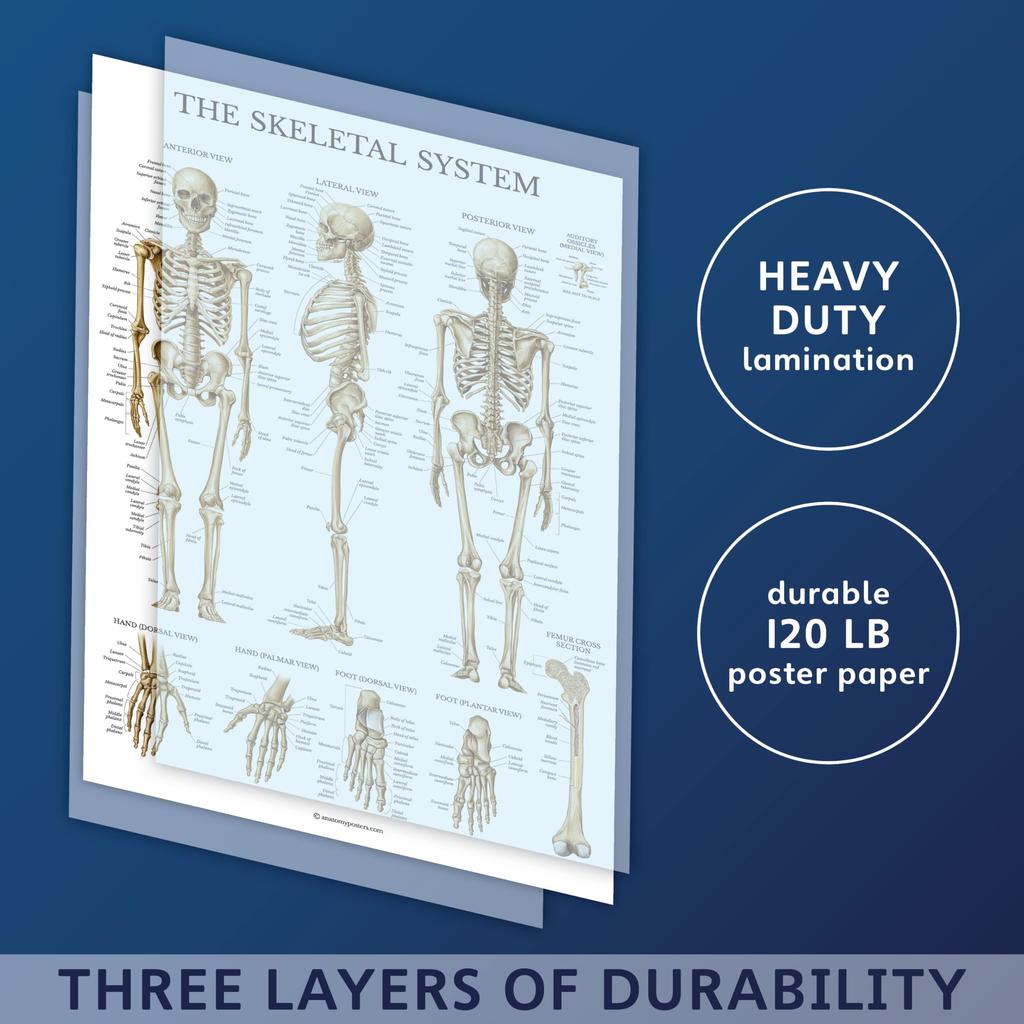Palace Learning Muscle Skeleton Nervous System Anatomy Poster Set Muscular and Skeletal System Anatomy Charts X 3-Pack - + + - - Laminated, 18" 24"